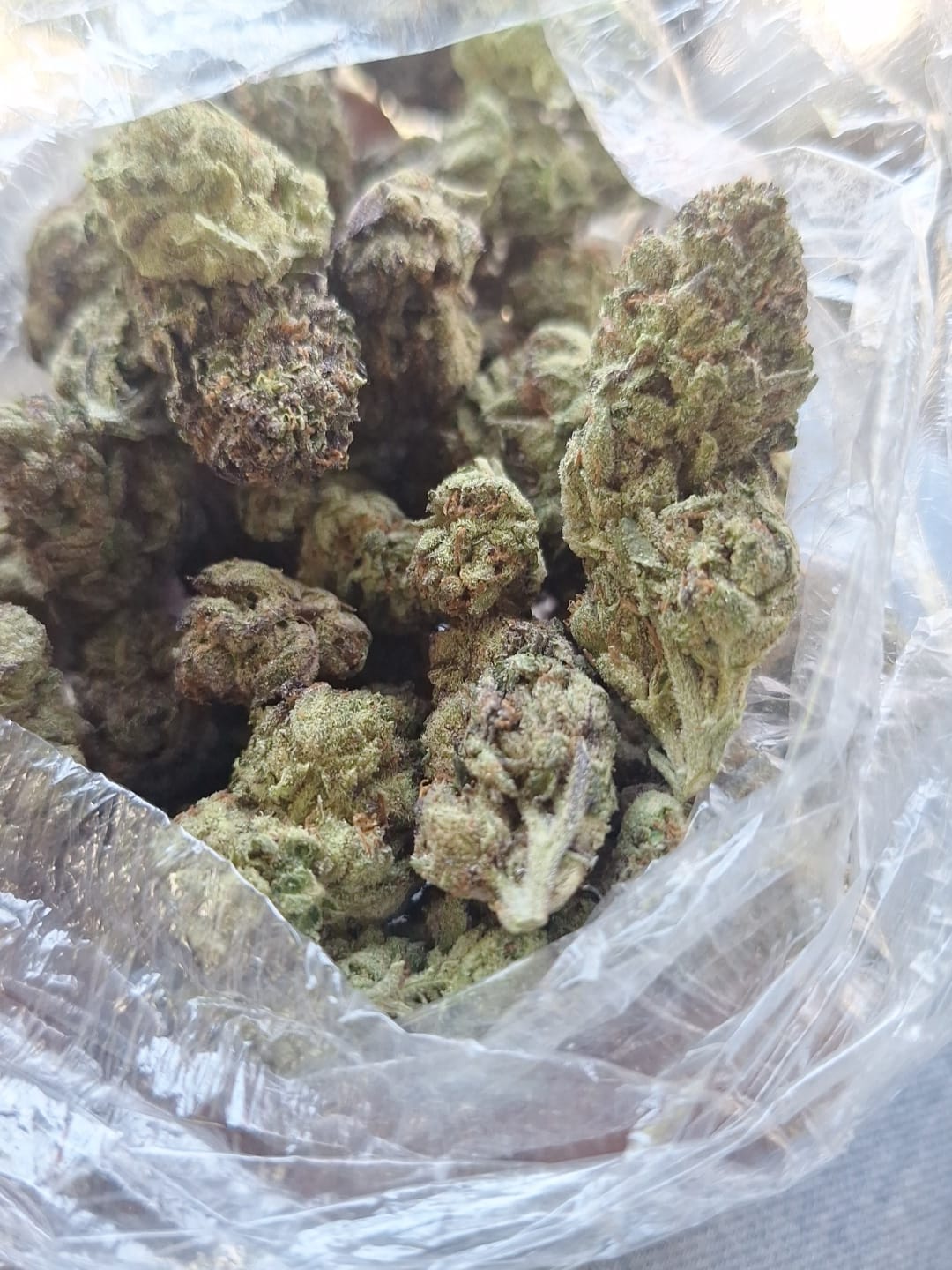 Customer photo review of Double Runtz Minis - Bulk Minis - Hybrid