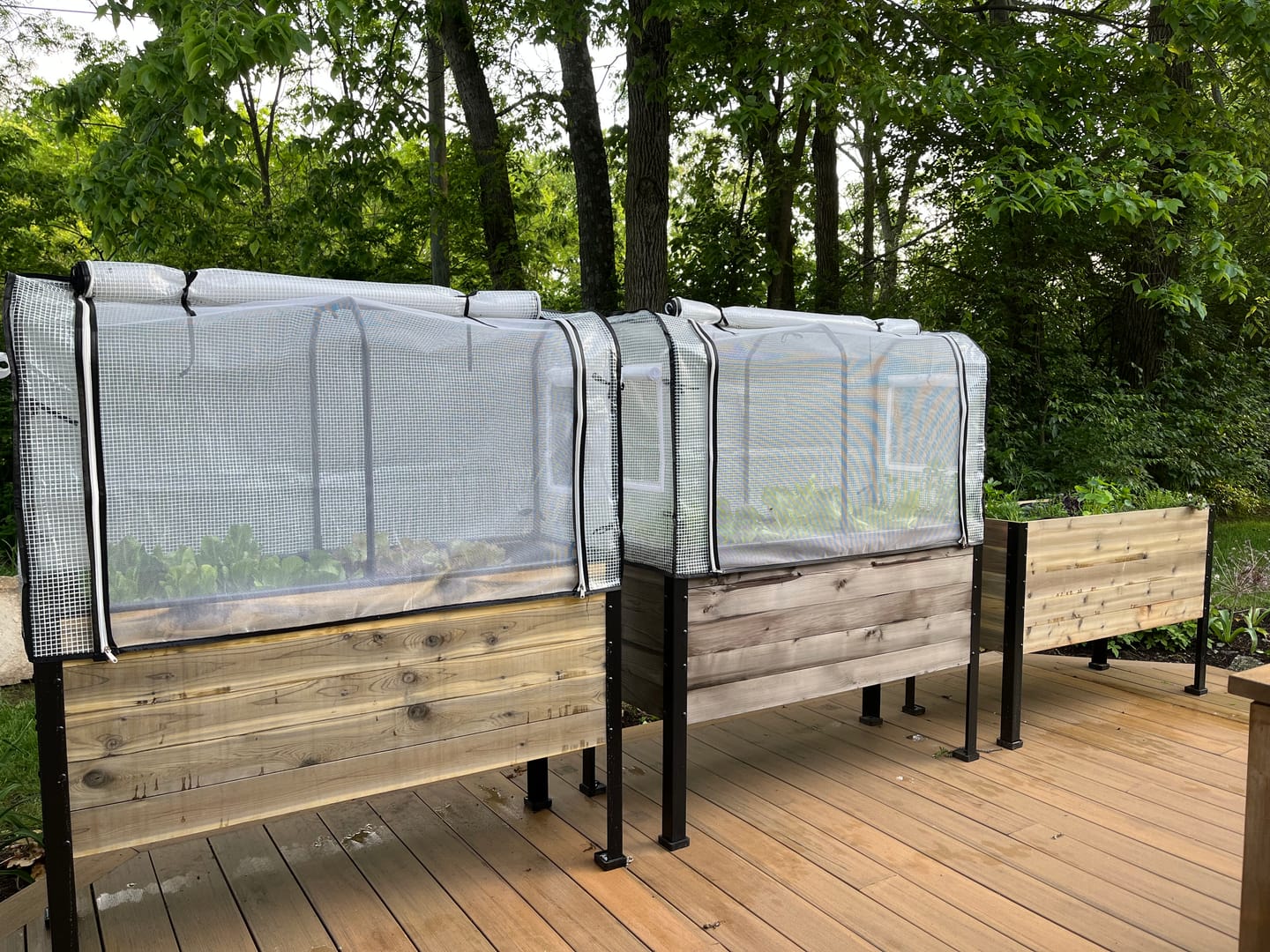 Customer photo review of Greenhouse Cover