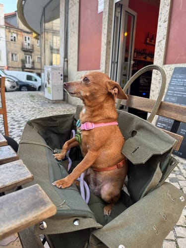 Customer photo review of The Barkin Pet Carrier