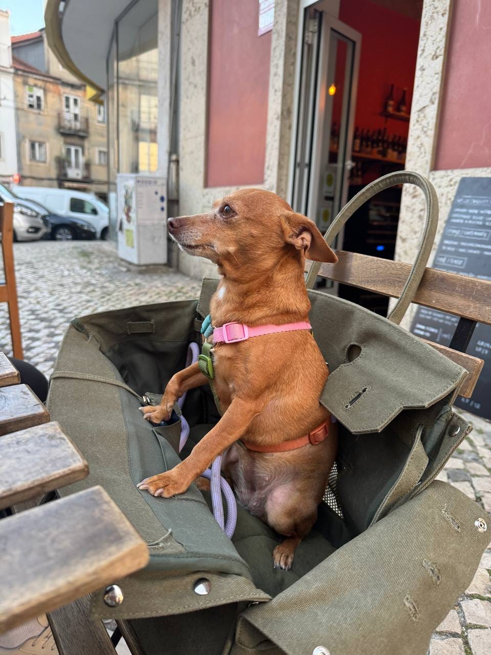 Customer photo review of The Barkin Pet Carrier