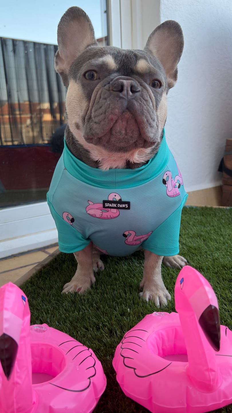 Customer photo review of Sunblock Dog T-Shirt 2-pack