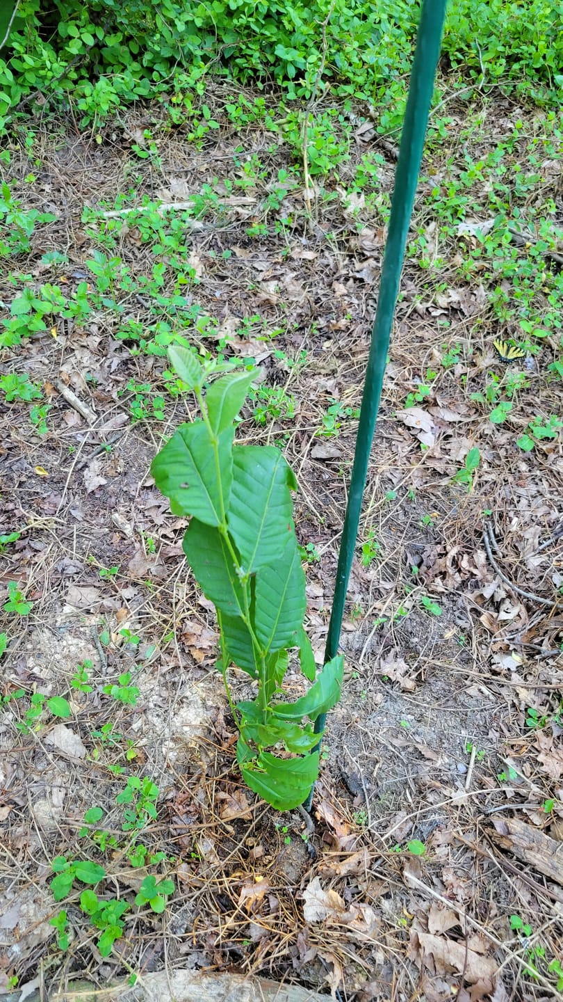 Customer photo review of Late Drop Hybrid Chestnut