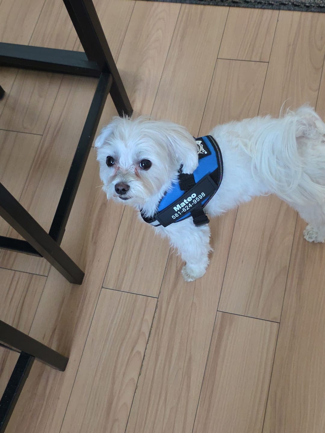 Customer photo review of Dogshood ™