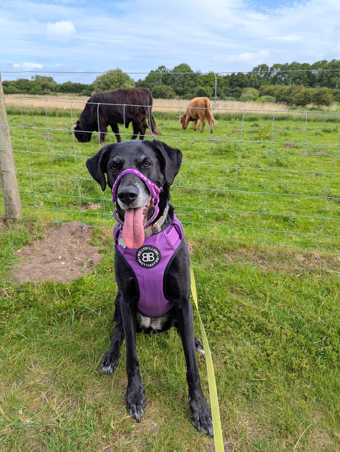 Customer photo review of Comfort Premium Harness | Non Restrictive - Purple