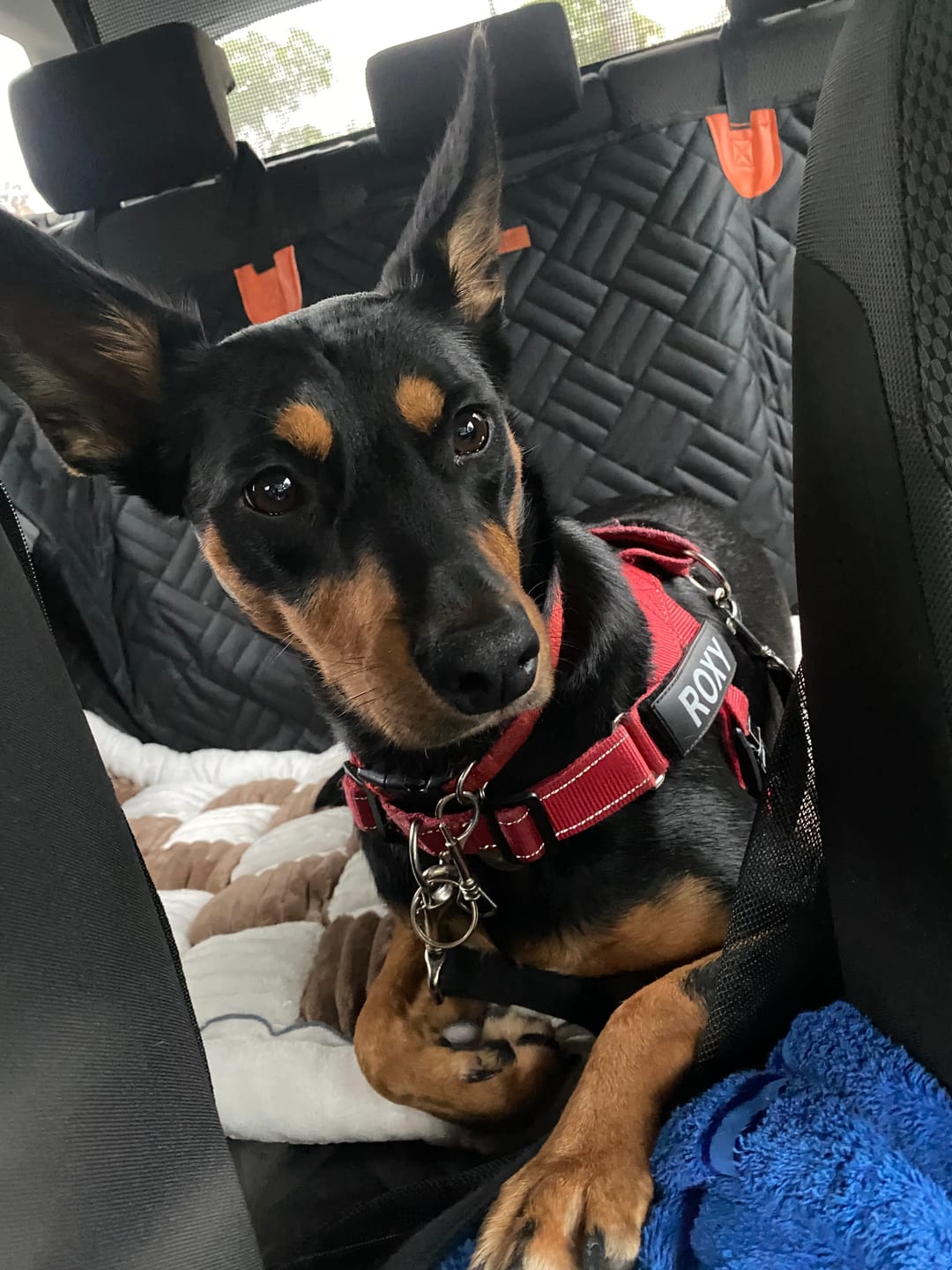 Customer photo review of Marlo&Co™ Dog Seat Cover