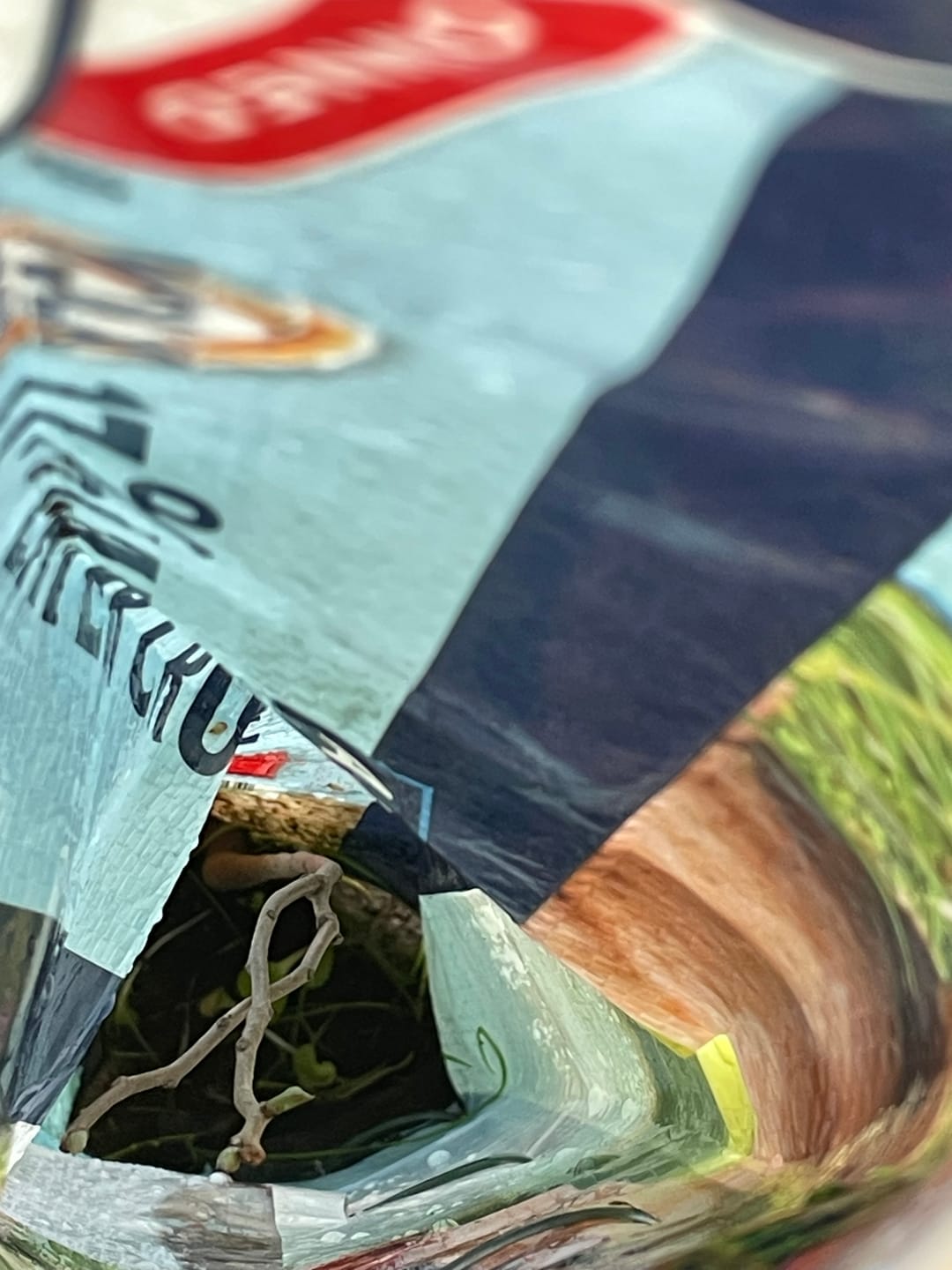Customer photo review of Late Drop American Persimmon