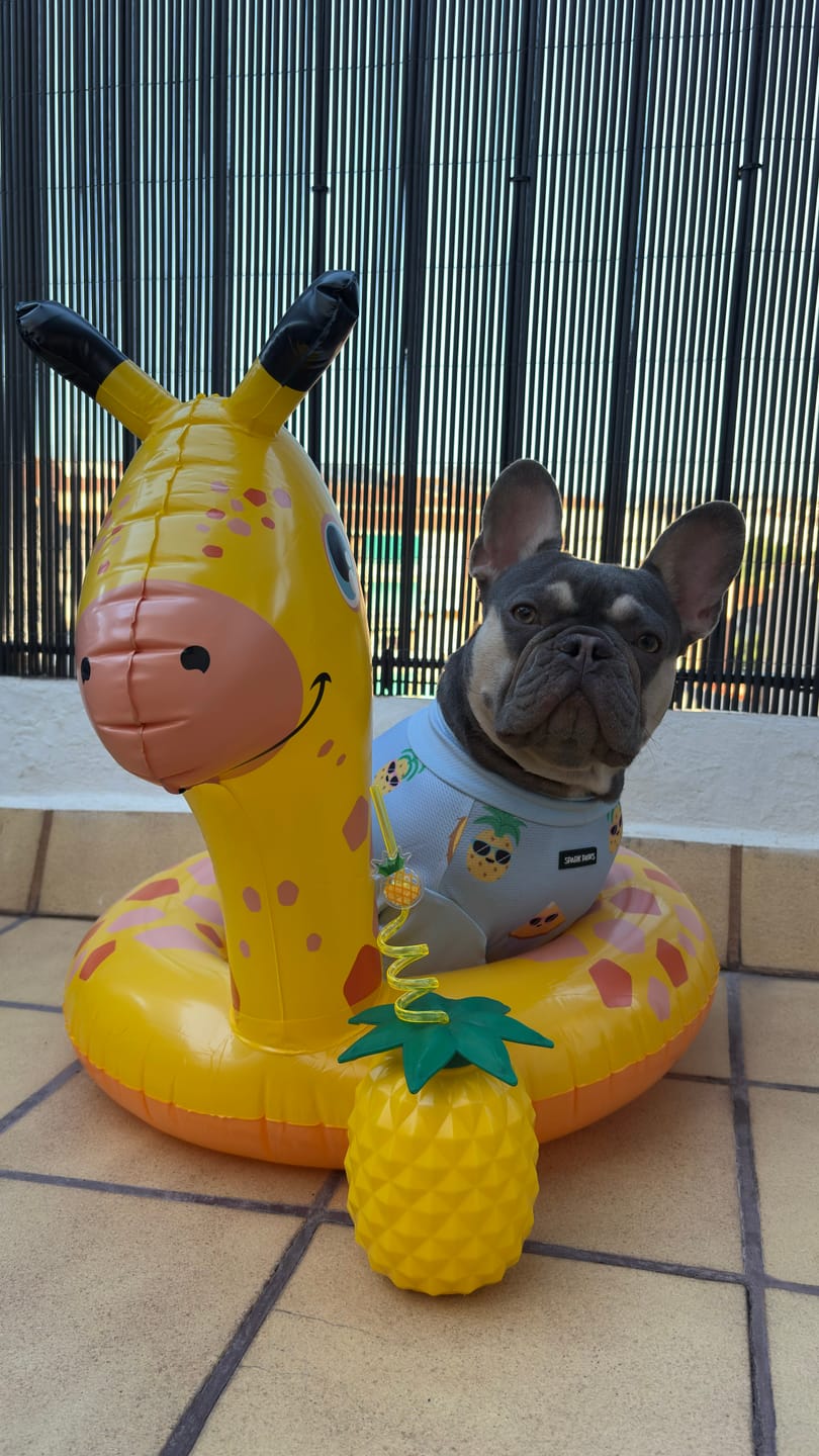 Customer photo review of Sunblock Dog T-Shirt 2-pack