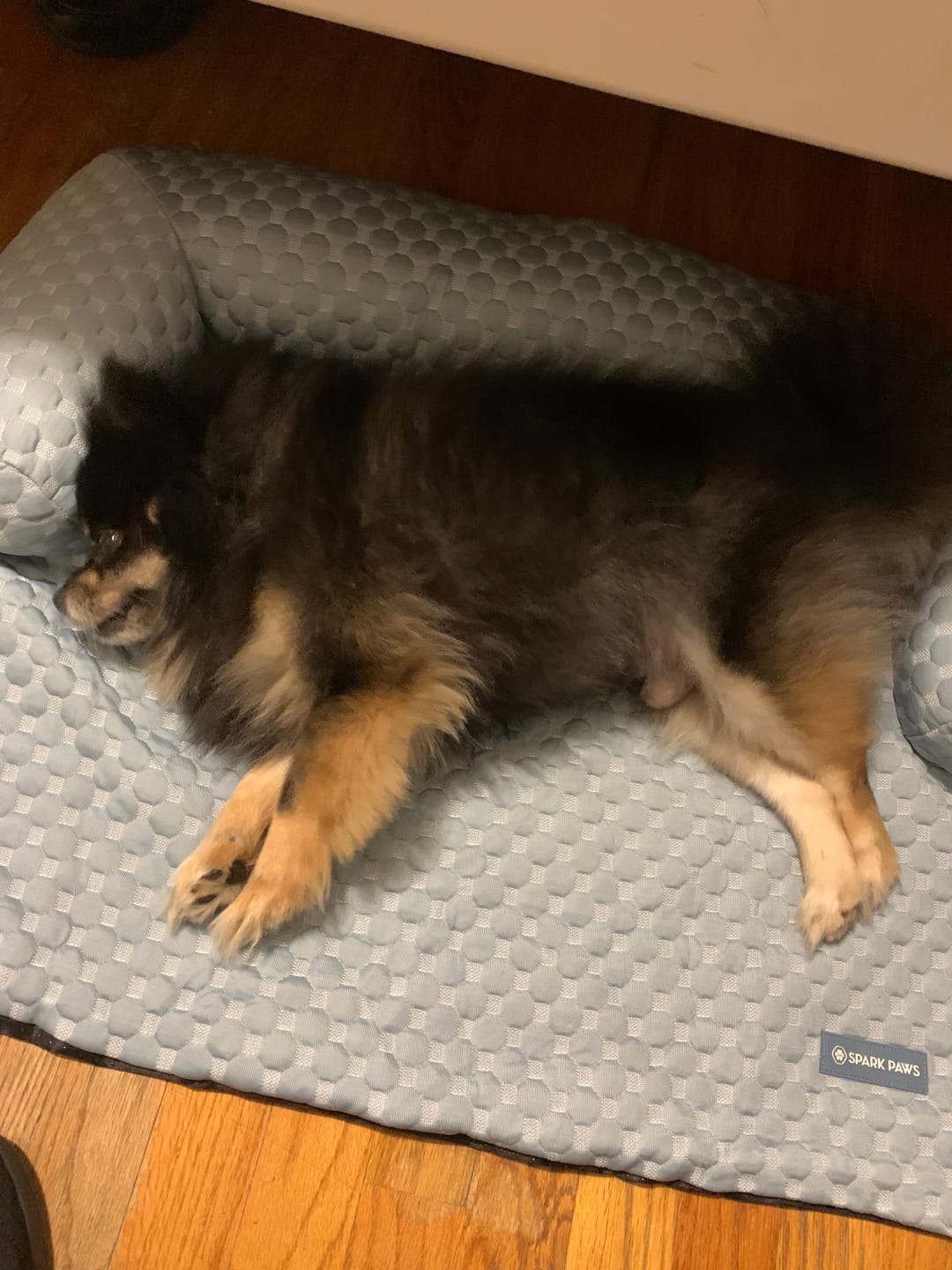 Customer photo review of Frostcore™ Cooling Couch Cover Dog Bed - Ash Blue