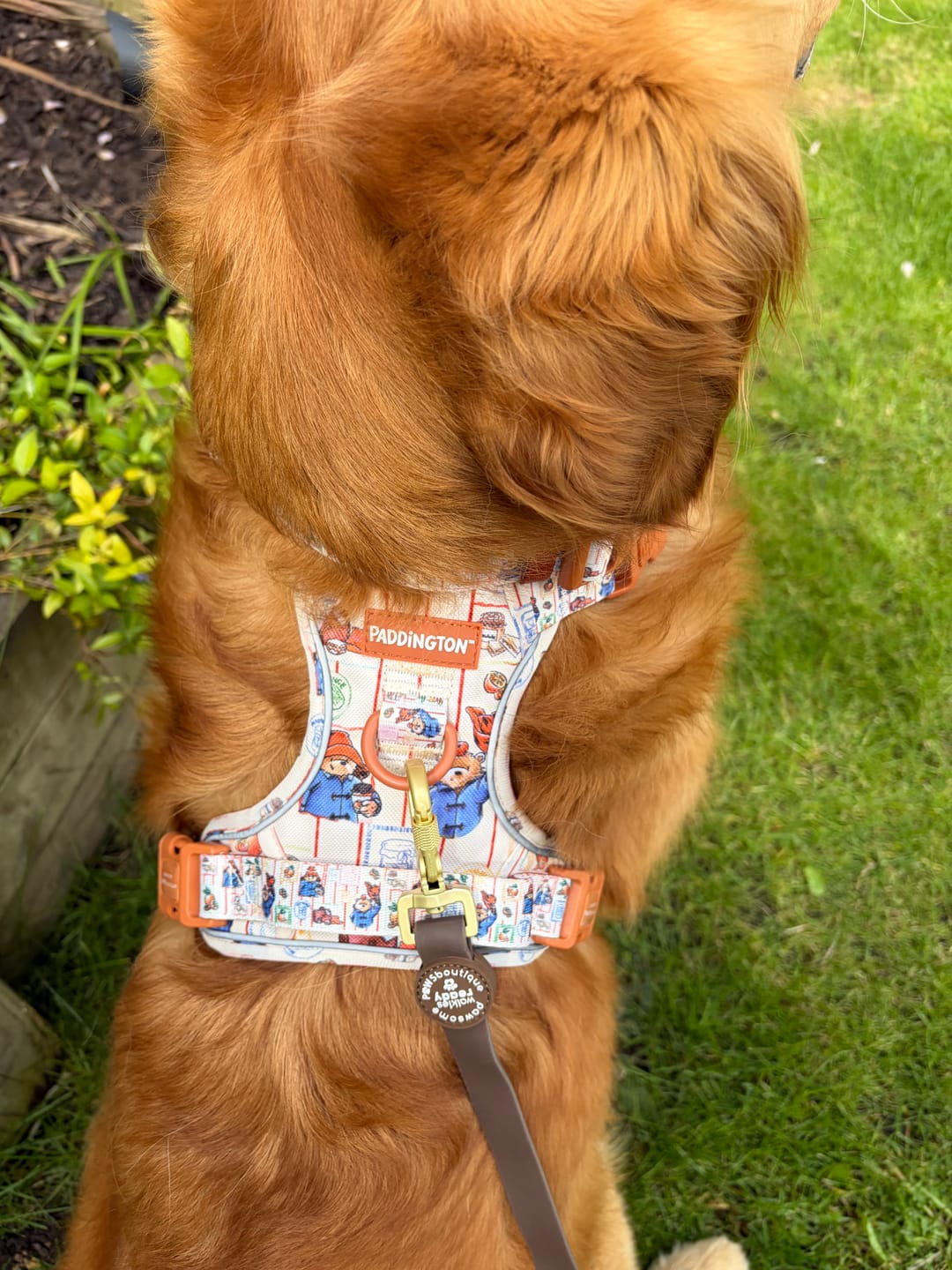 Customer photo review of Paddington™ Tough Trails™ Harness - Peckish Paddington