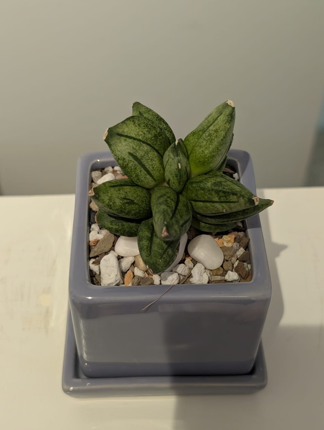 Customer photo review of Sansevieria 'Pyramid'