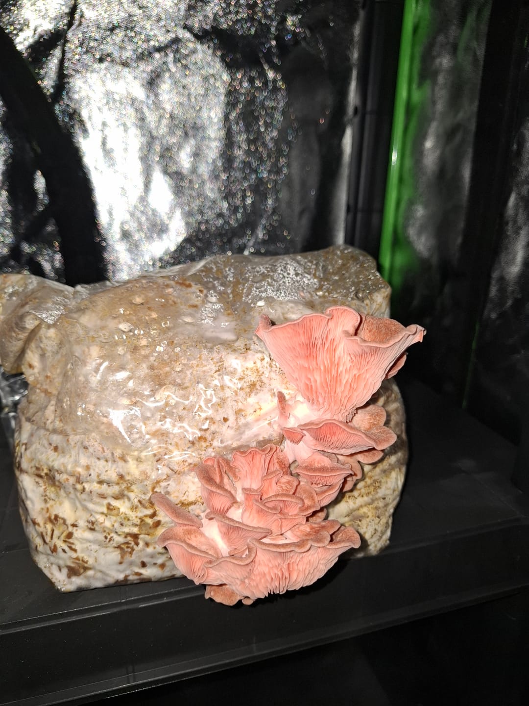 Customer photo review of Rosenseitling | Pleurotus djamor Flüssigmyzel