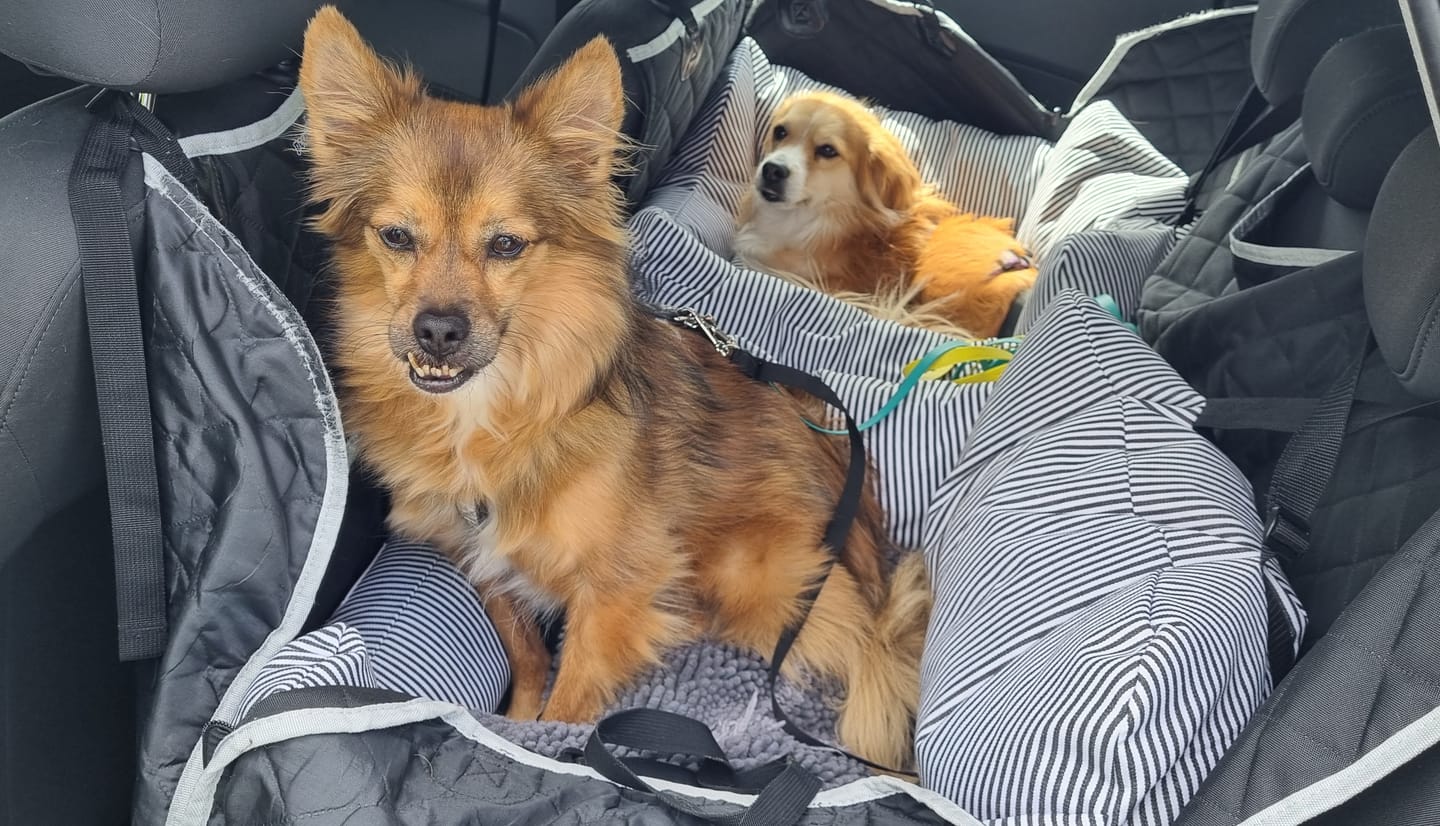 Customer photo review of Premium Hunde Autositz inkl. Sicherheitsgurt