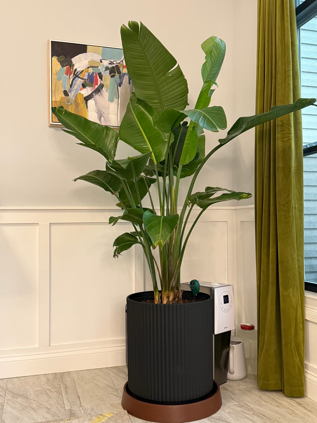 Customer photo review of Bird of Paradise White, Strelitzia Nicolai