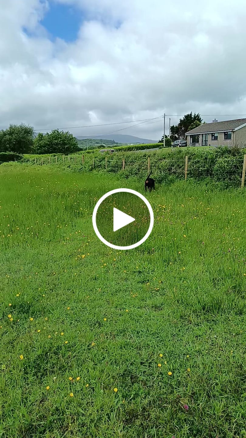Customer video review of collagen for dogs