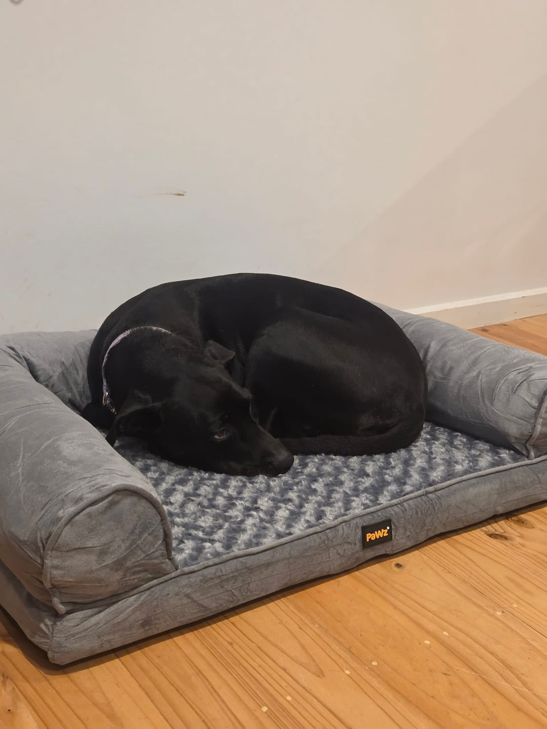 Customer photo review of Pet Sofa Bed