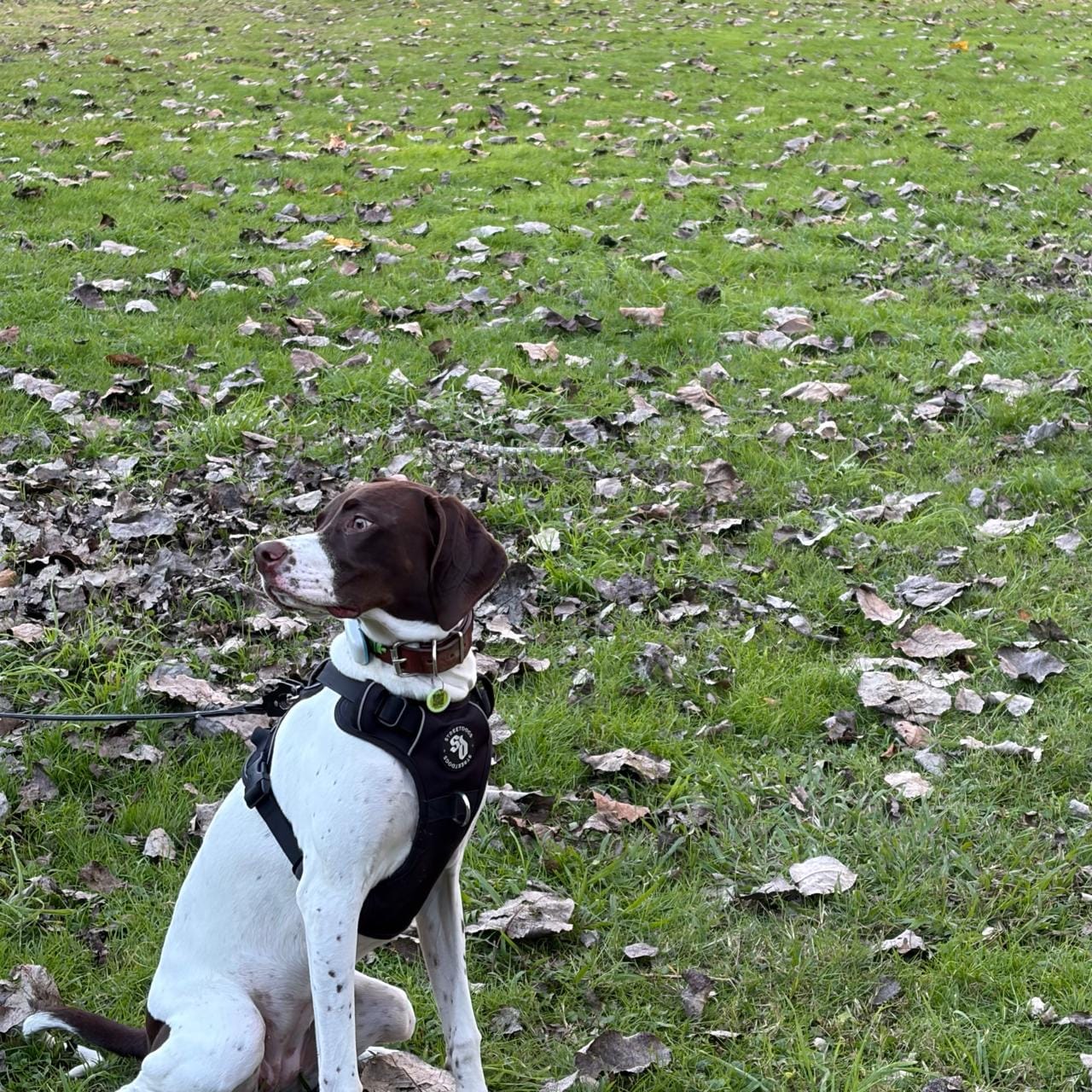 Customer photo review of Arnés Comfort para Perros - StreetDogs - Black