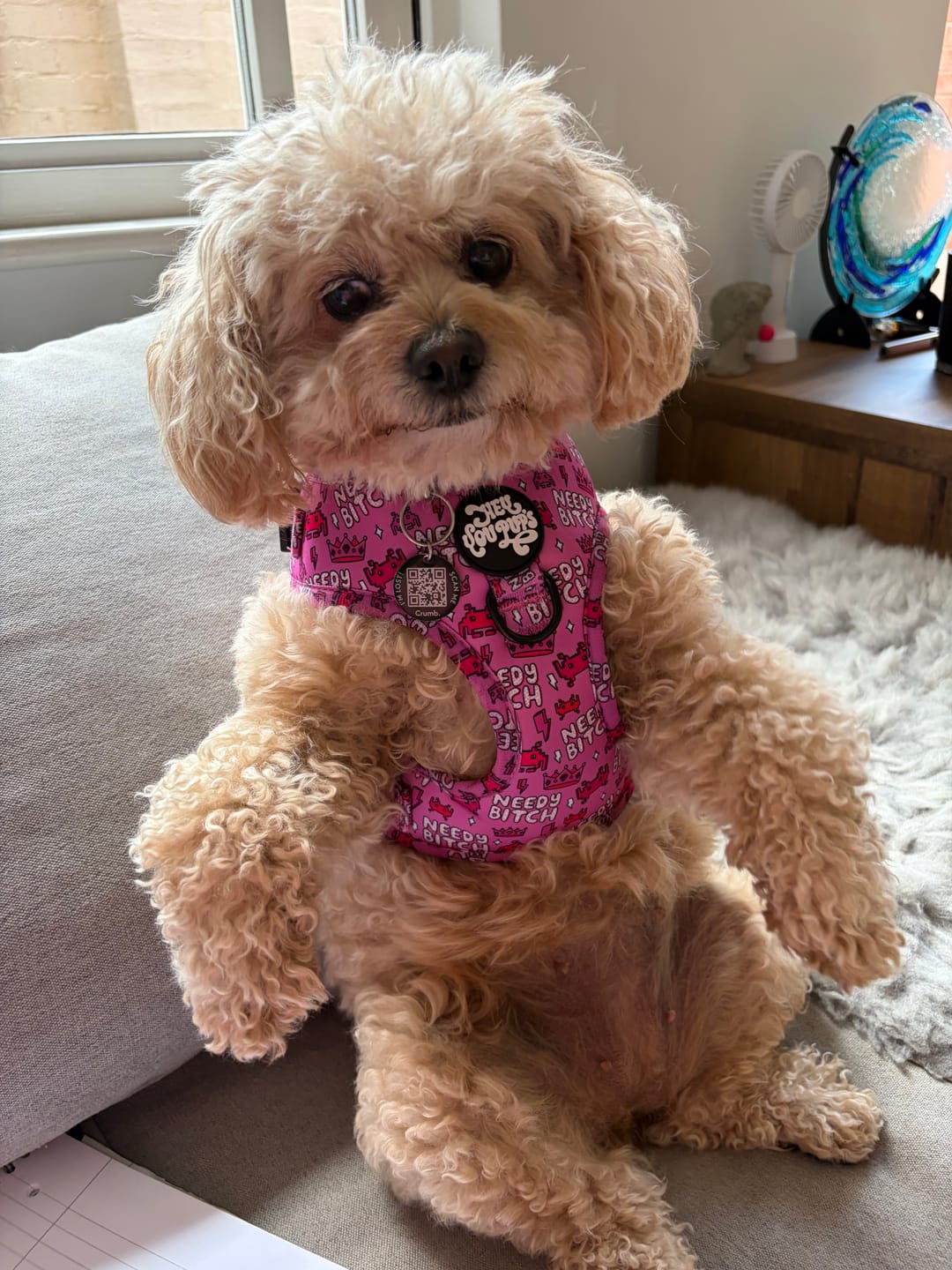 Customer photo review of Needy bi**h harness