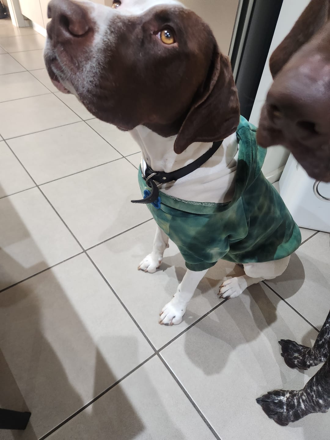 Customer photo review of Velvet Dog Hoodies