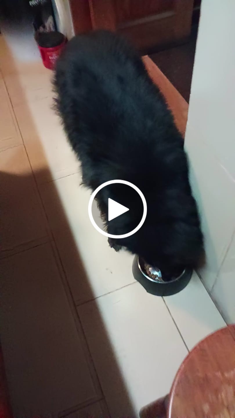 Customer video review of PetFamily Foods Cerdo Nordico