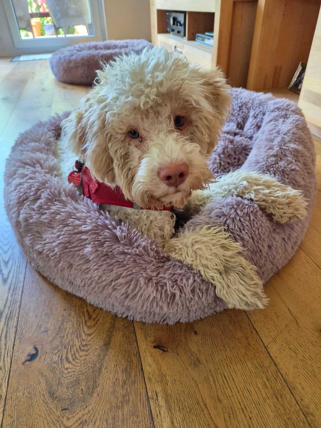Customer photo review of Puppery Hundebett Wolke 7 - Das Original
