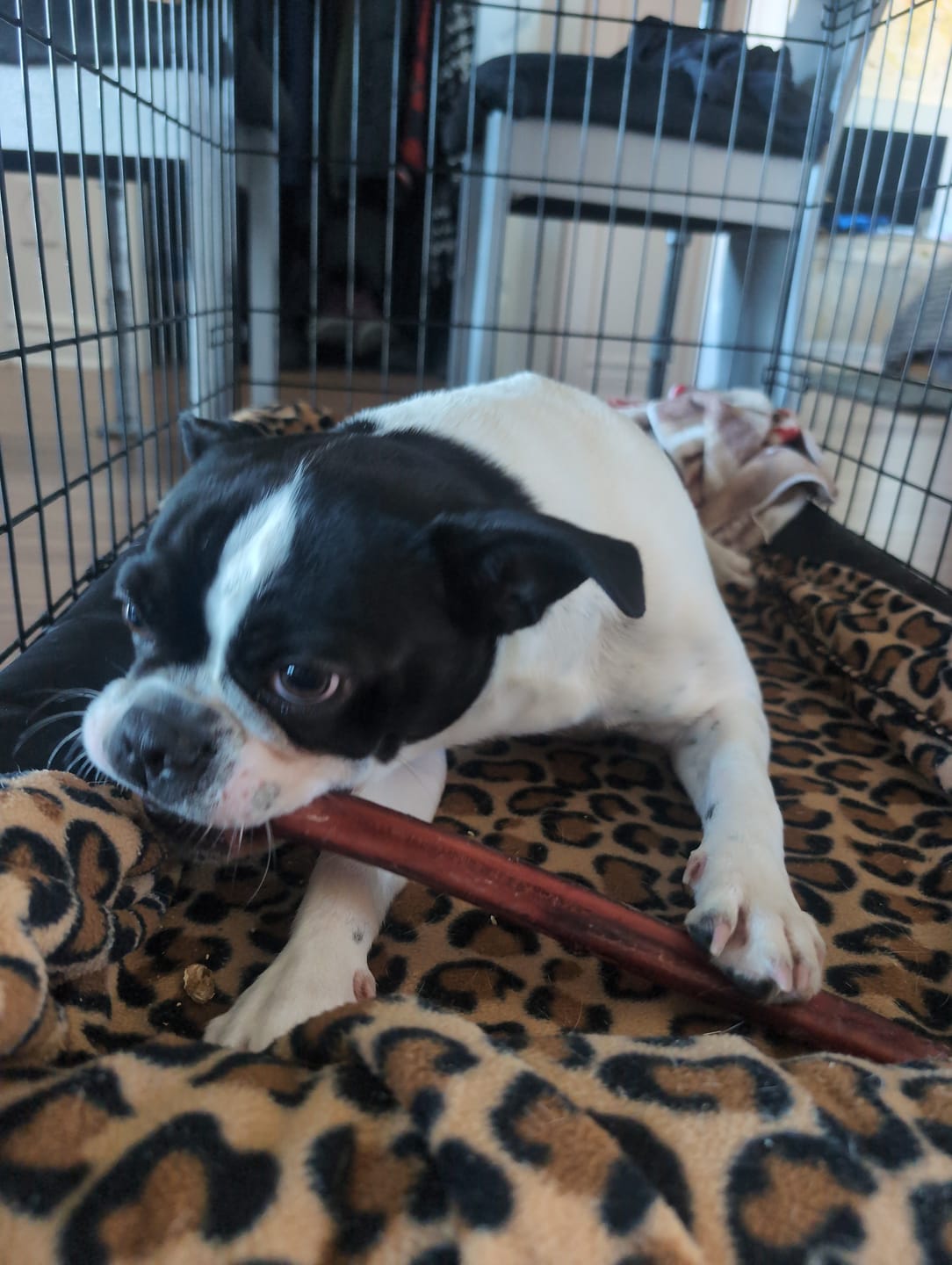 Customer photo review of 12 Inch Thick Bully Stick