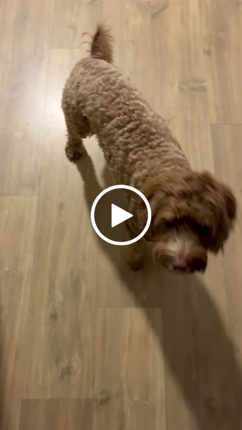 Customer video review of Primal Raw Green Tripe
