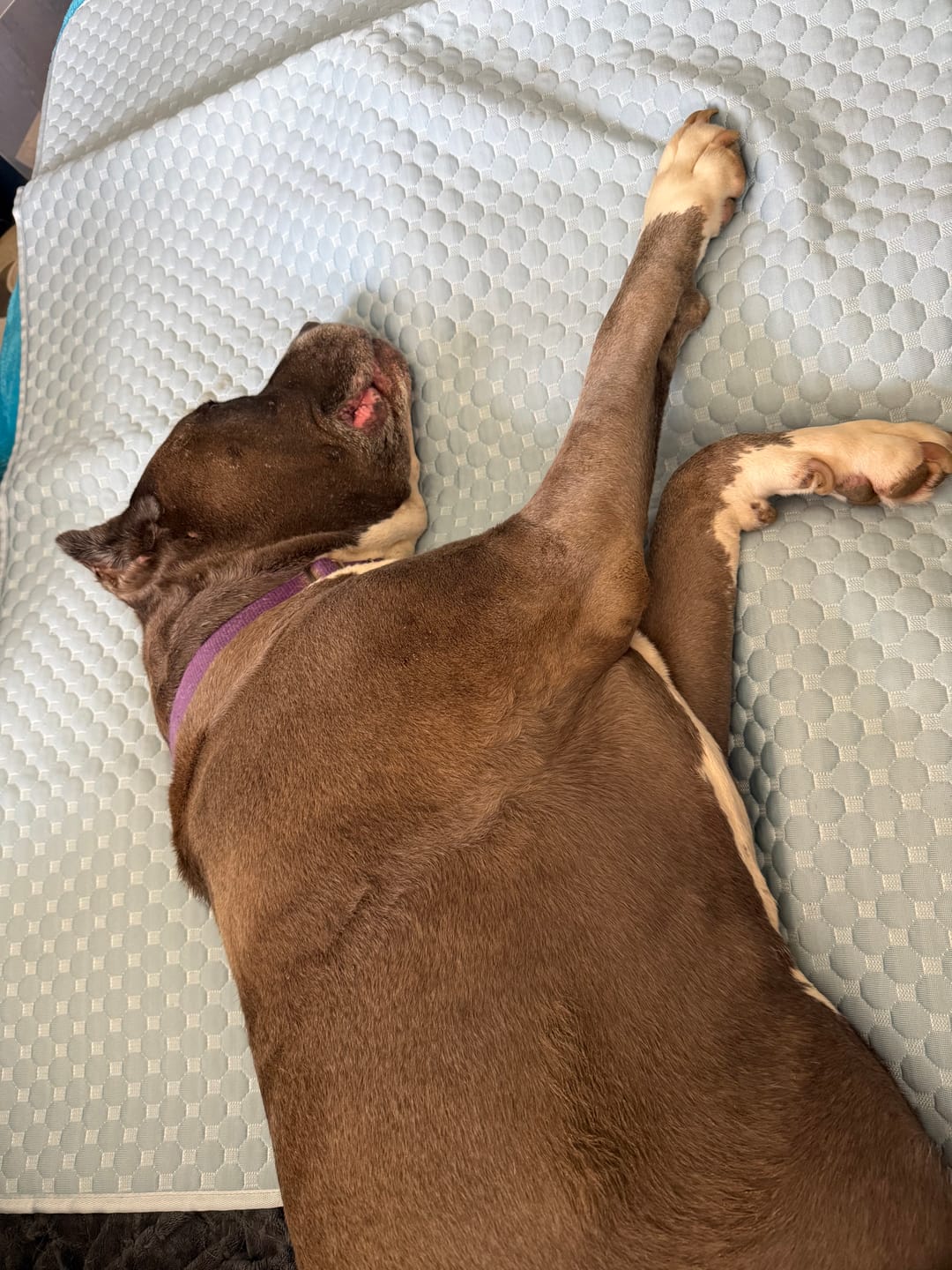 Customer photo review of Frostcore™ Cooling Mat 2 Pack