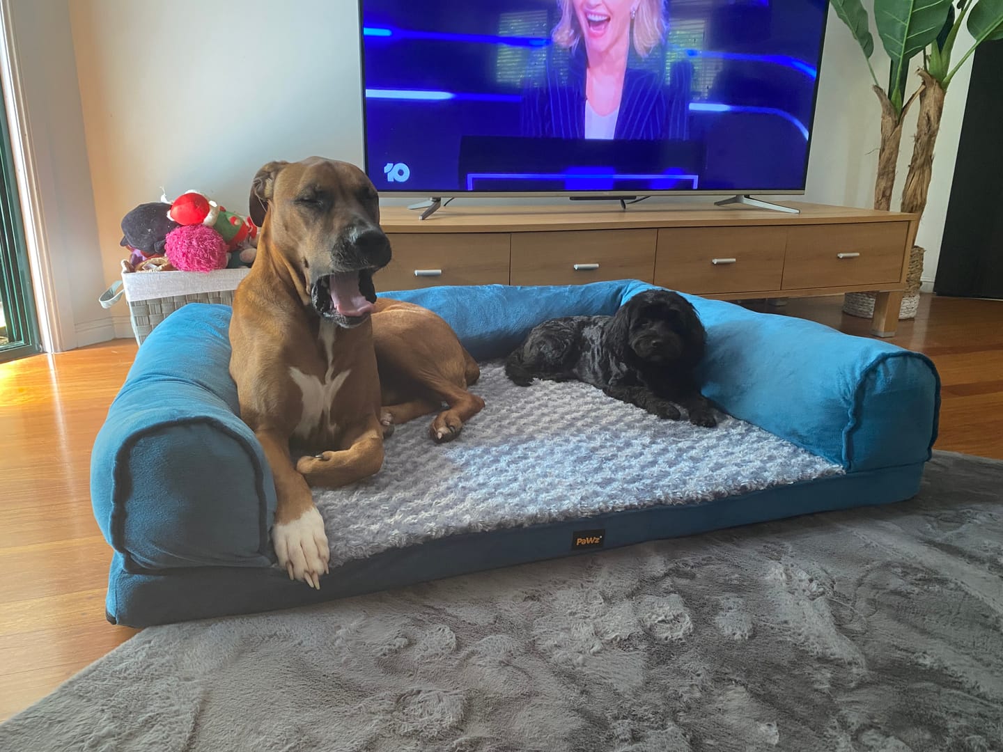 Customer photo review of Pet Sofa Bed