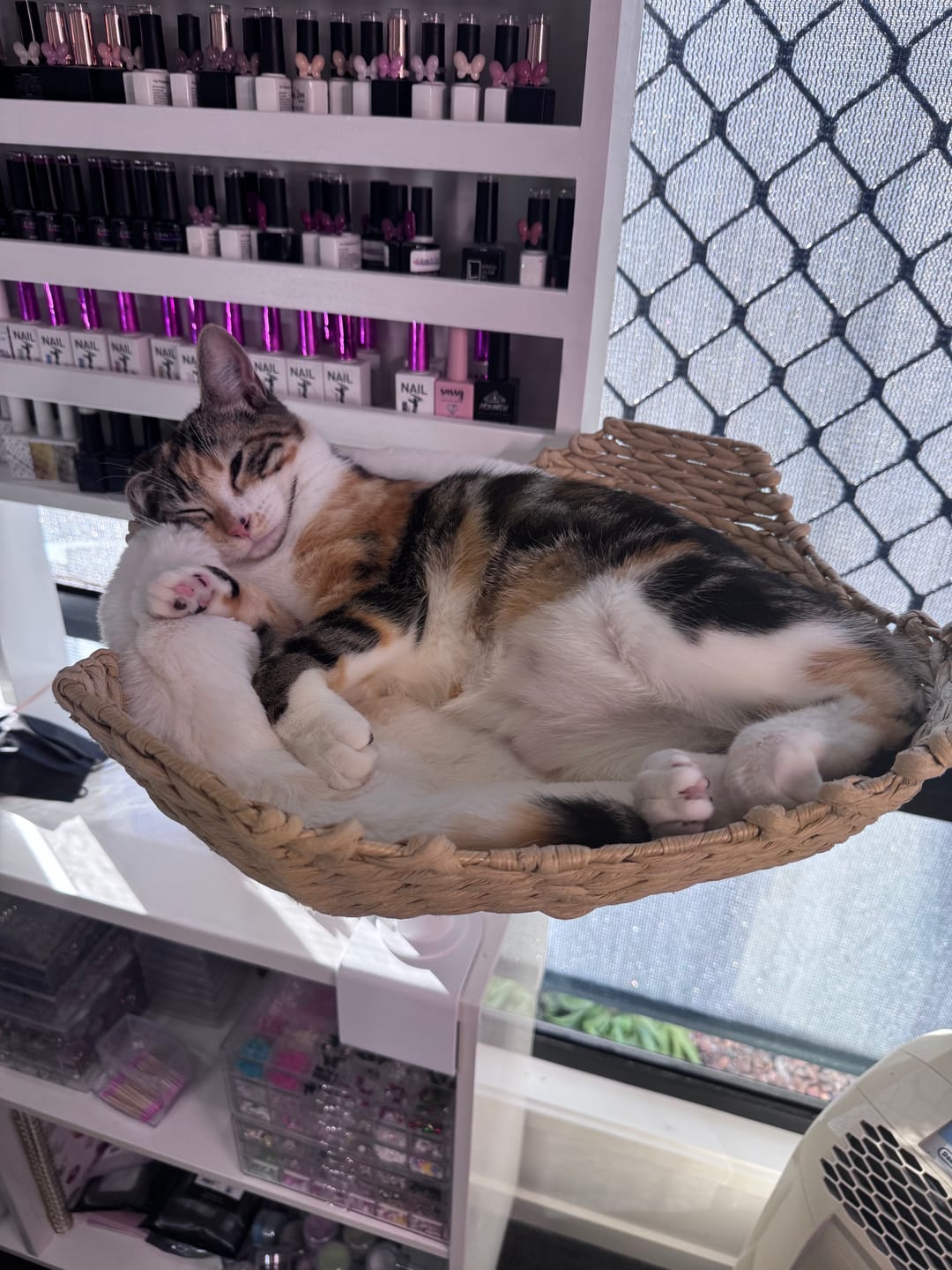 Customer photo review of Michu DeskMate Sustainable Desk-Mounted Side Companion Cat Tree