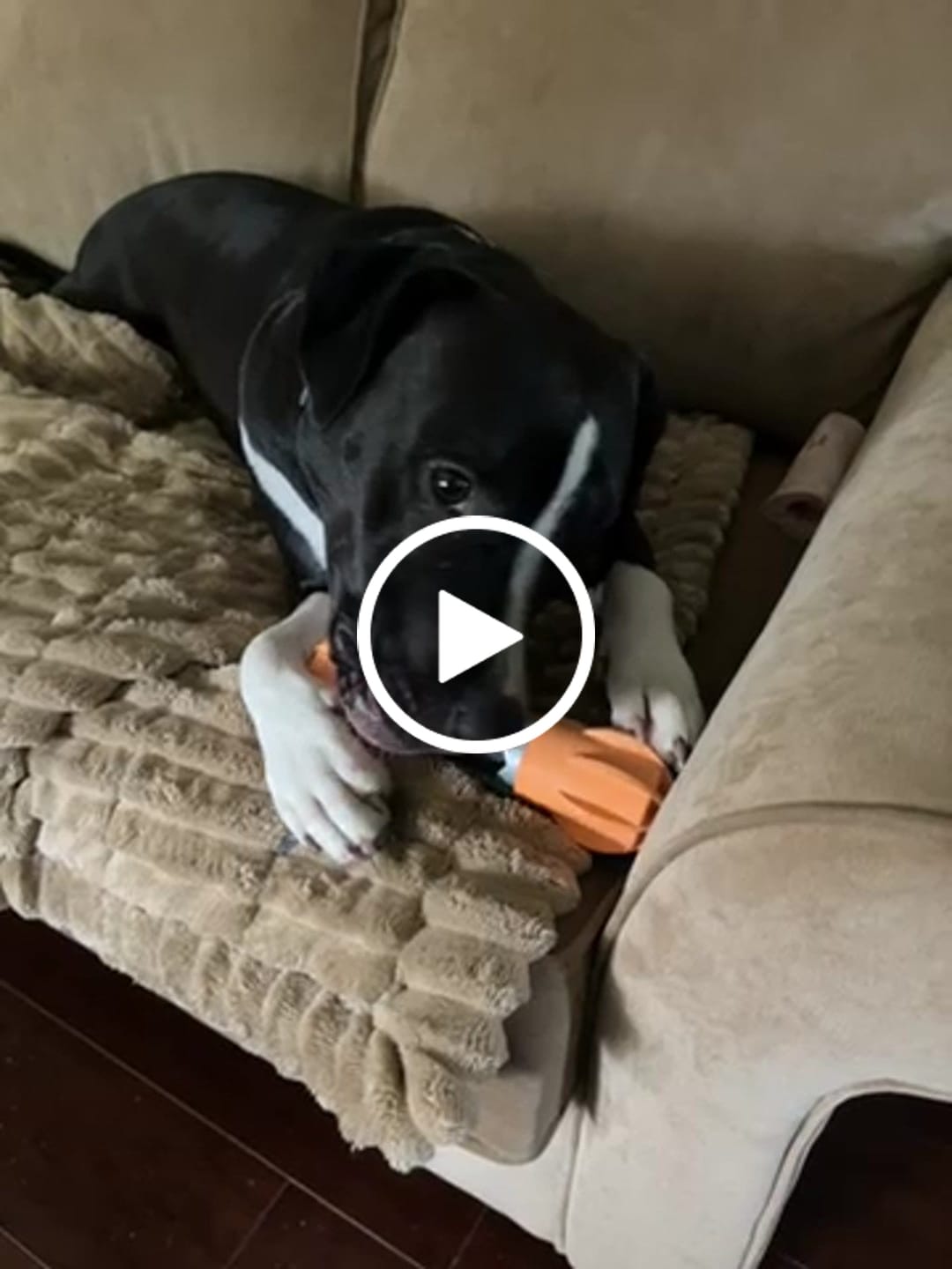 Customer video review of Long-Lasting Yak Chews — 4 Flavor Pack