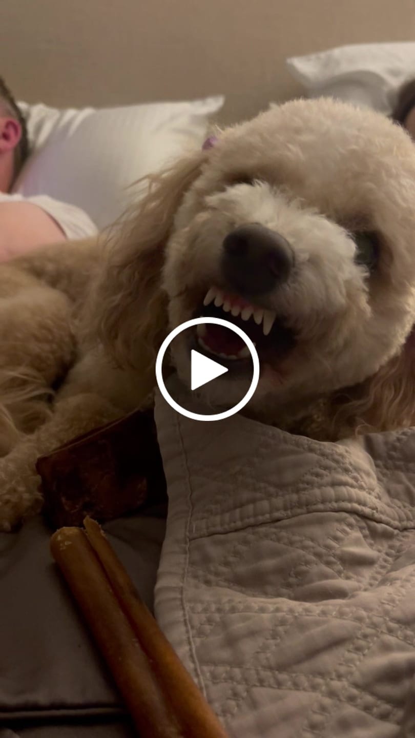 Customer video review of Smoked Beef Marrow Bone