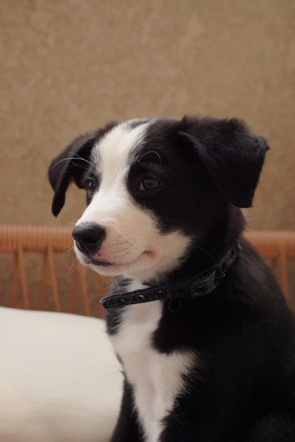 Customer photo review of Dark Denim Cotton Canvas Cat & Dog Collar – Matte Black Hardware