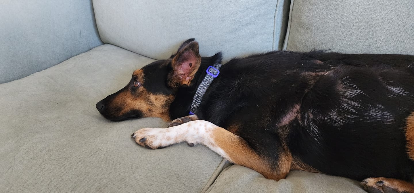 Customer photo review of PetFamily Foods Cerdo Nordico