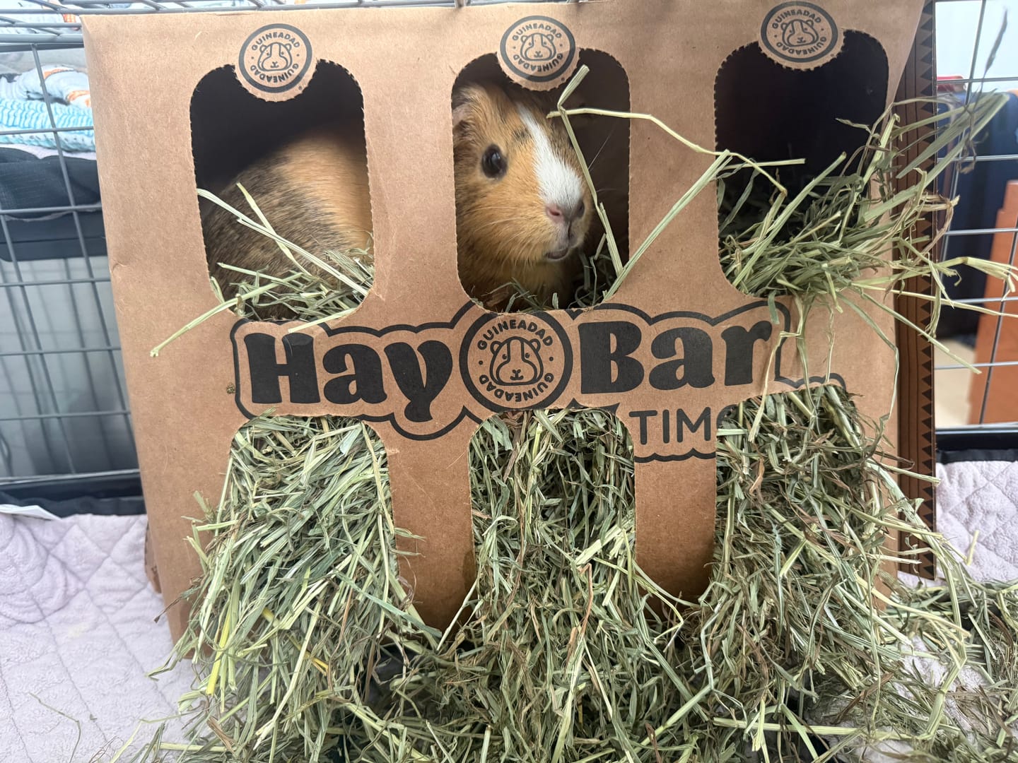 Customer photo review of GuineaDad Timothy Hay Bar for Guinea Pigs (5 Pack)
