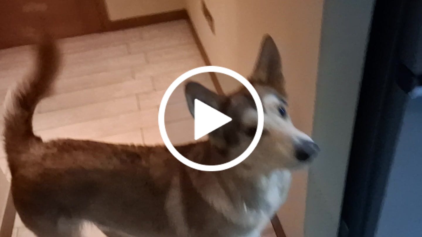 Customer video review of PetFamily Foods Grain Free