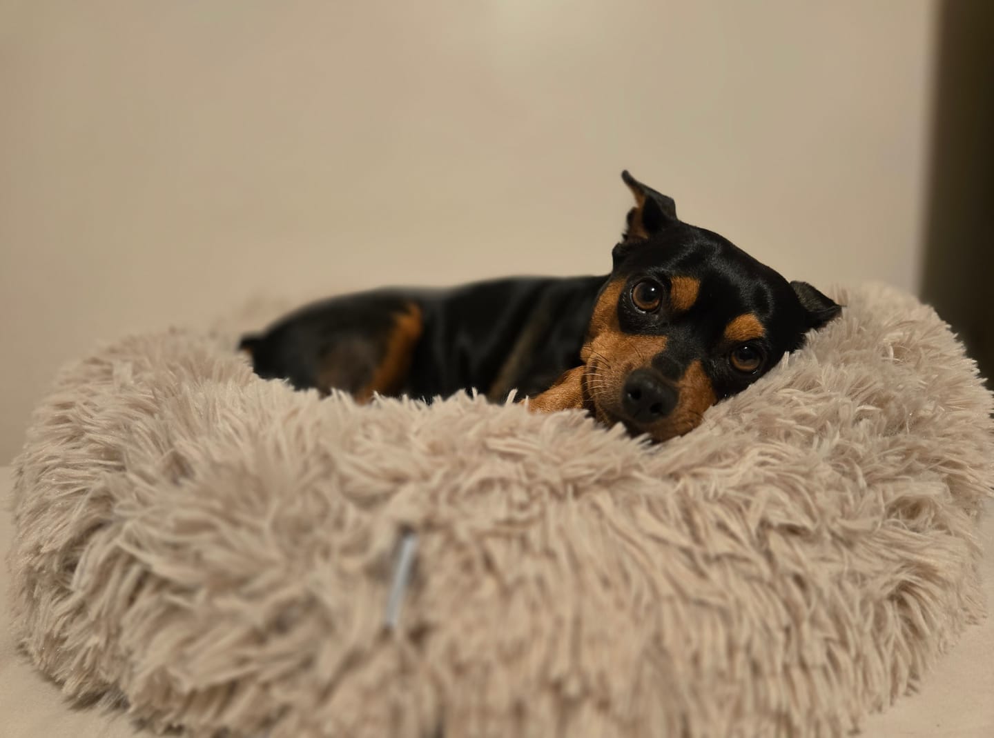 Customer photo review of Oatmeal Calming Donut Pet Bed