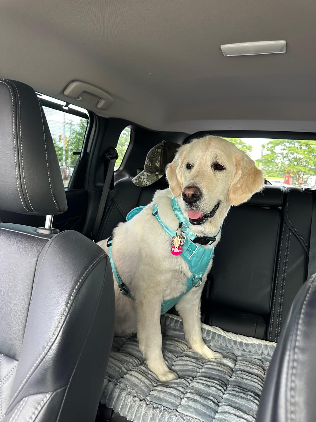 Customer photo review of Thickened Dog Bed for Car Back Seat & Couch