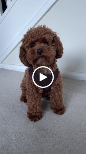 Customer video review of Chocolate┃Bouclé Adjustable Harness