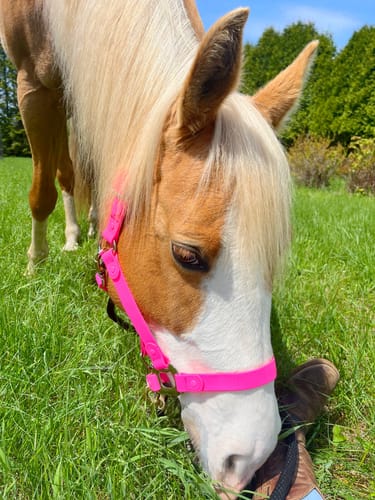 Customer photo review of iCavalos - Horse halter - Preorder