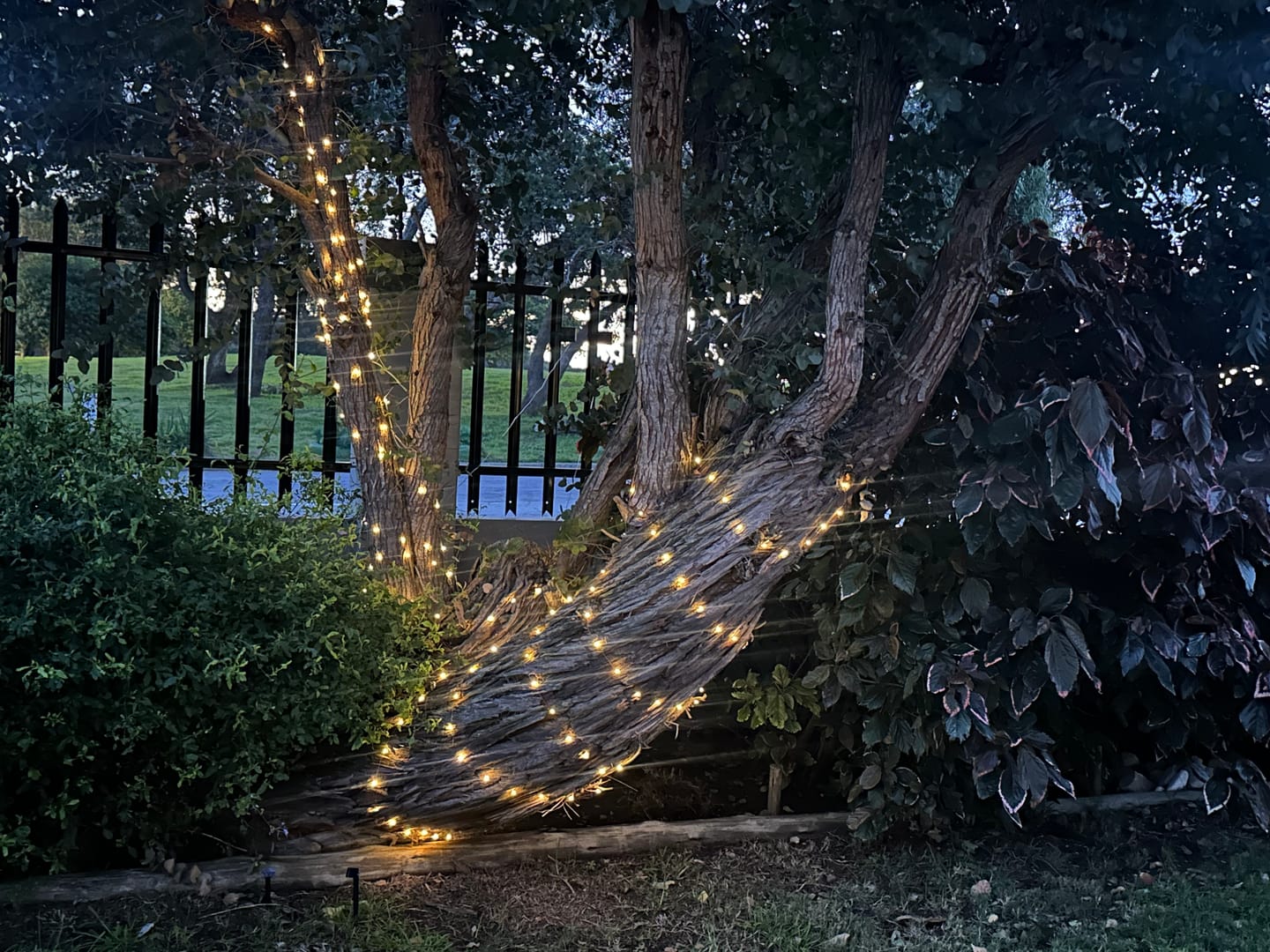 Customer photo review of Copper Wire Solar Fairy Lights