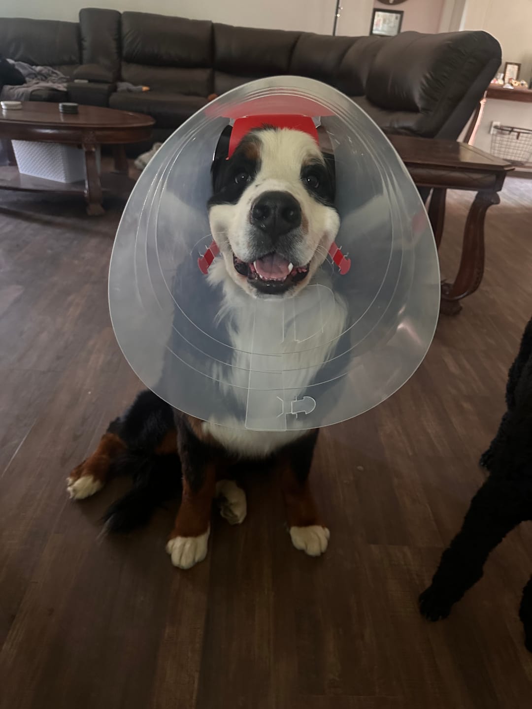 Customer photo review of NovaGuard Recovery Collar