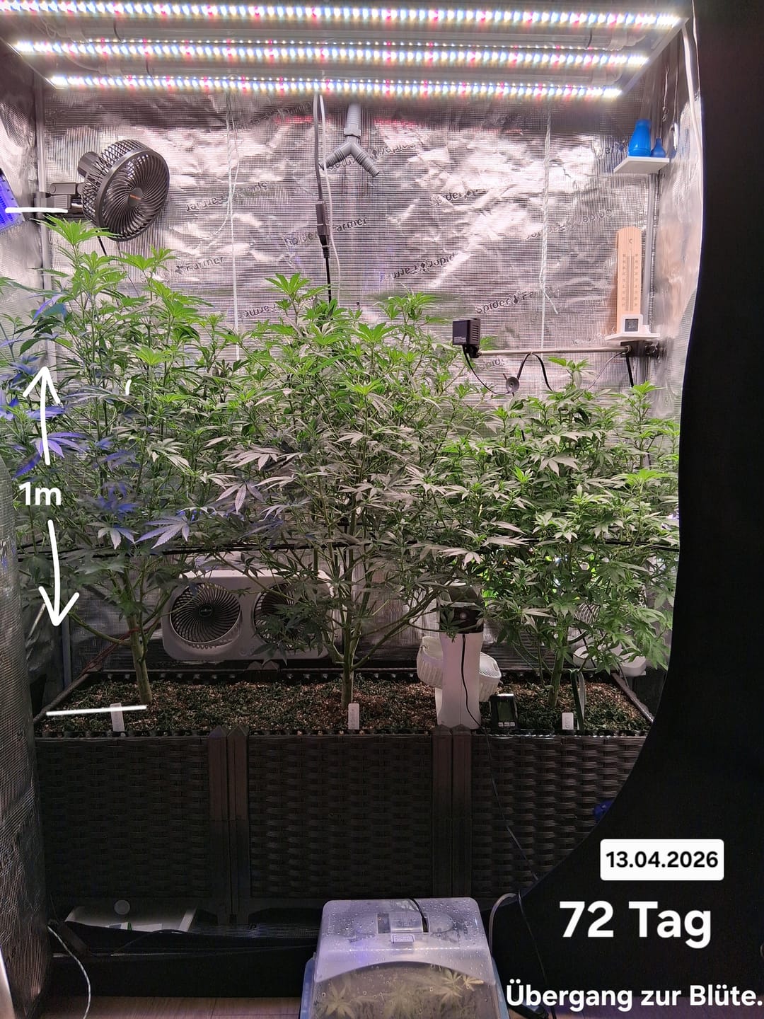 Customer photo review of LSD Steckling
