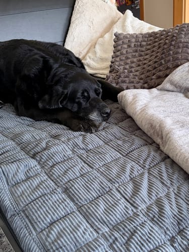 Customer photo review of Sofa Guard - Soft in Aktion