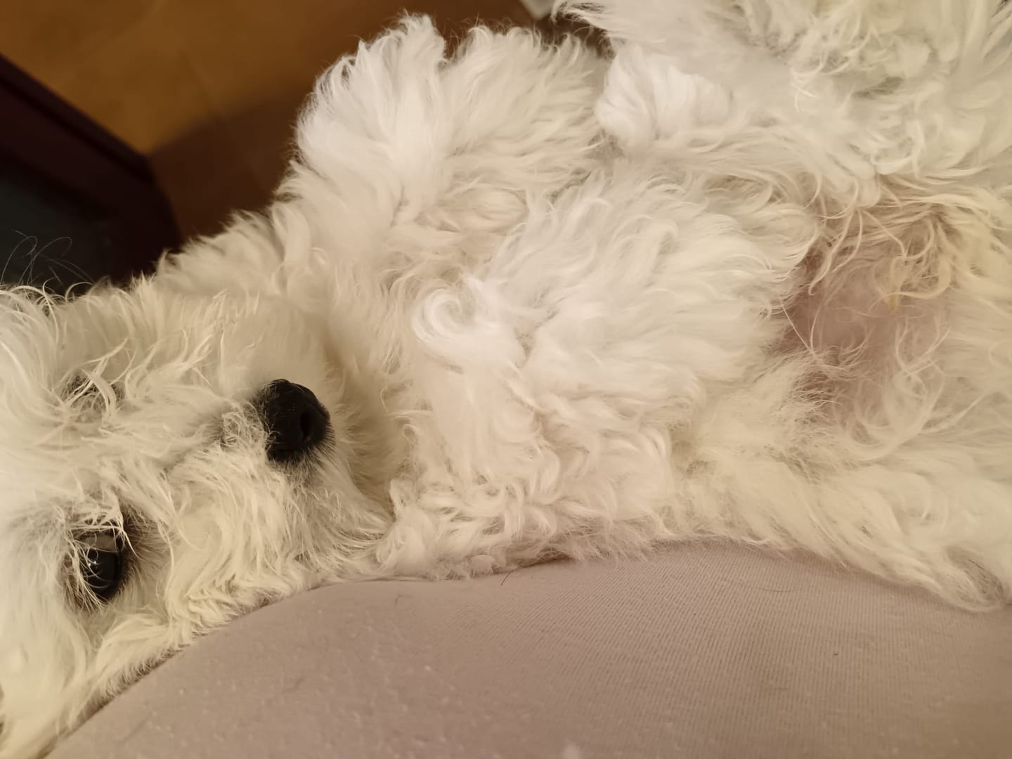Customer photo review of Crocchette per cani Cuccioli (Puppy) Piccola Taglia  - Tacchino con Anatra - Grain Free (senza cereali)