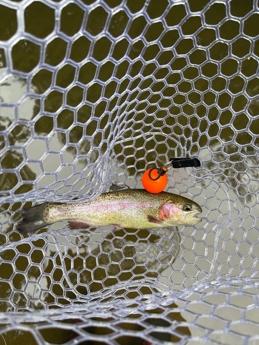 Customer photo review of Blue Line Wide w/ Tether - 17x12" Hoop