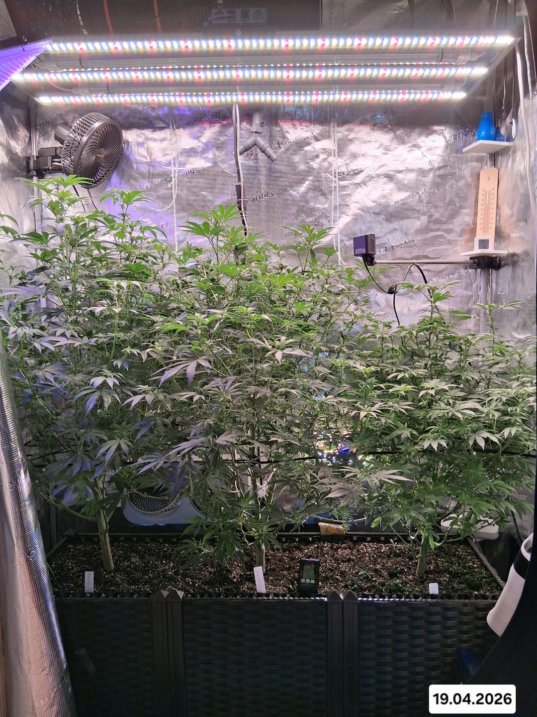 Customer photo review of Amnesia Haze Steckling