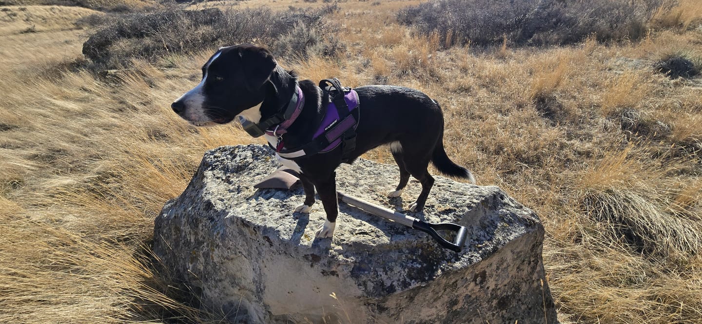 Customer photo review of Roam 350™ Waterproof - Collar Only -  WARRANTY (No Strap Included)