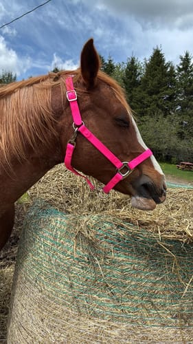 Customer photo review of Barbie Pink Horse Halter - (7 Days)