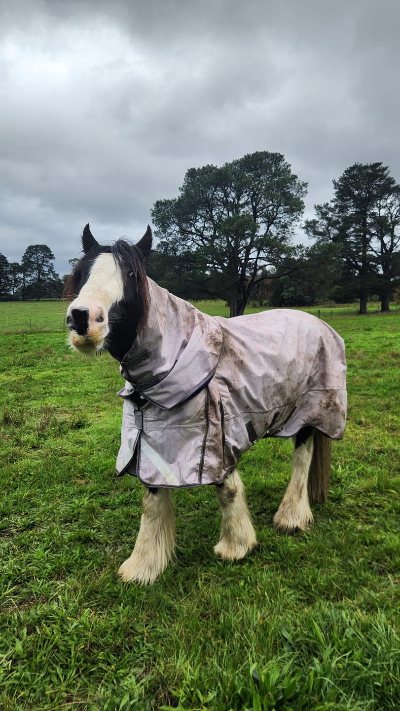 Customer photo review of LE Boxter Turnout 0g