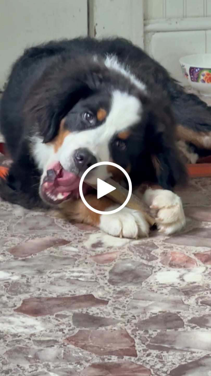 Customer video review of Ostrich Chunky Bones (5" x 2" - 2 Pack): The Long-Lasting, Flavor-Packed Bones for Medium to Large Dogs